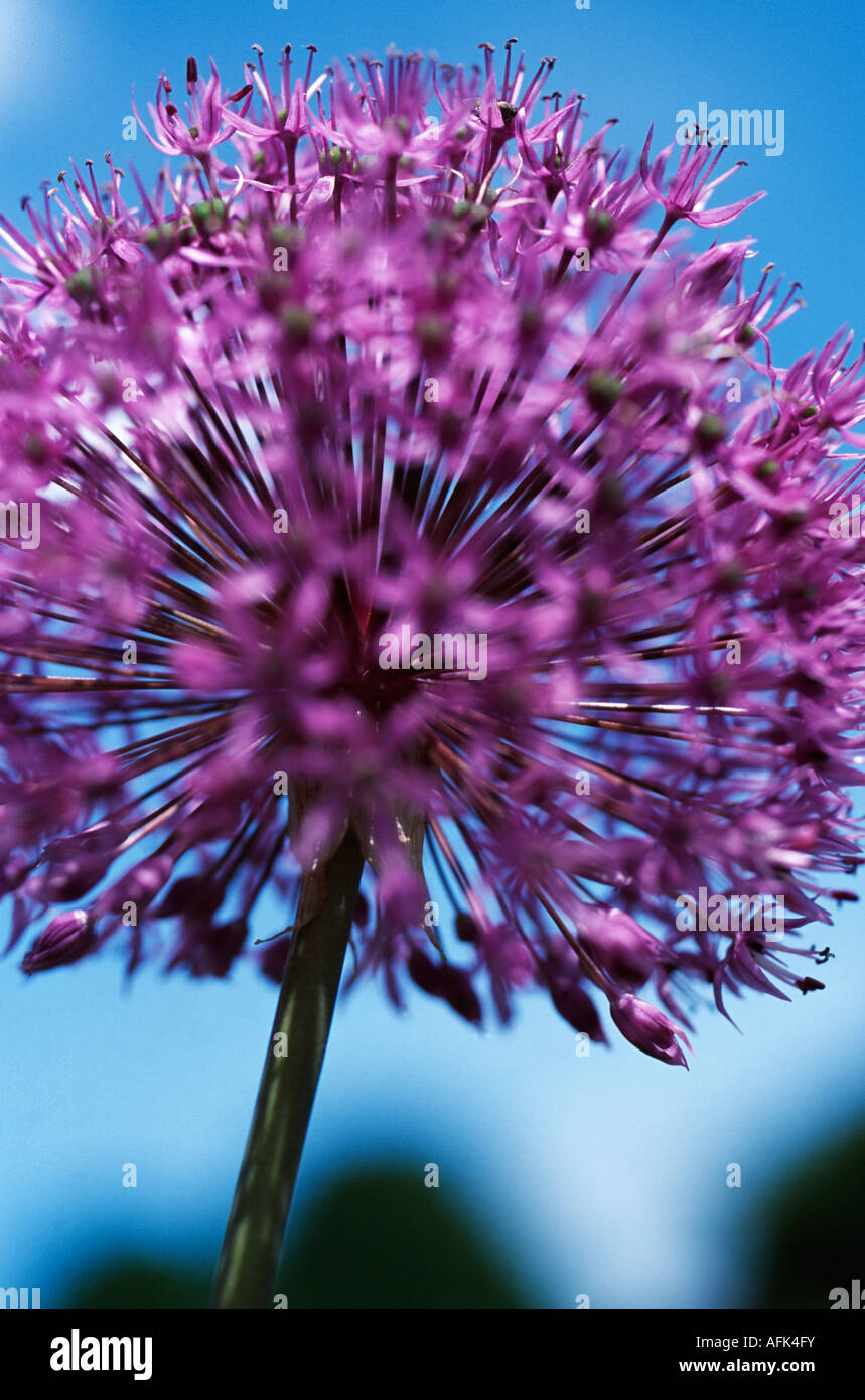 Allium 'Gladiator' flower which produces a chemical compound that gives it a characteristic