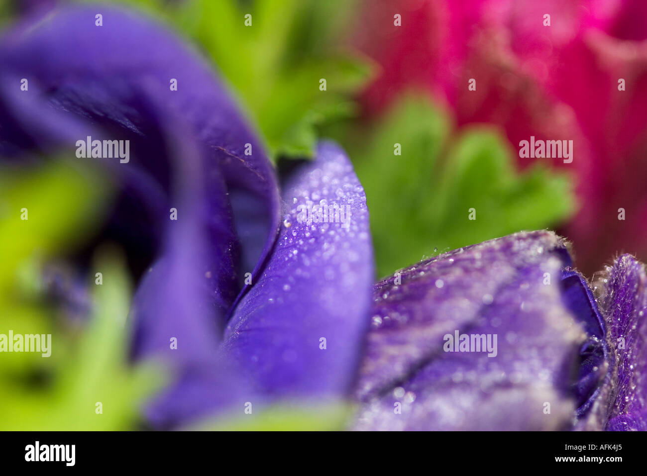 purple Anemone coronaria Stock Photo