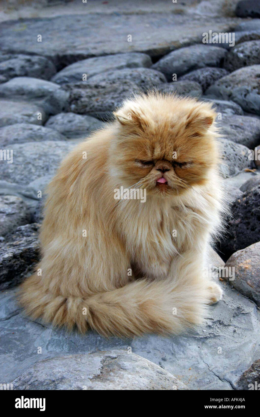 Shy Persian Cat long haired ginger cat Stock Photo