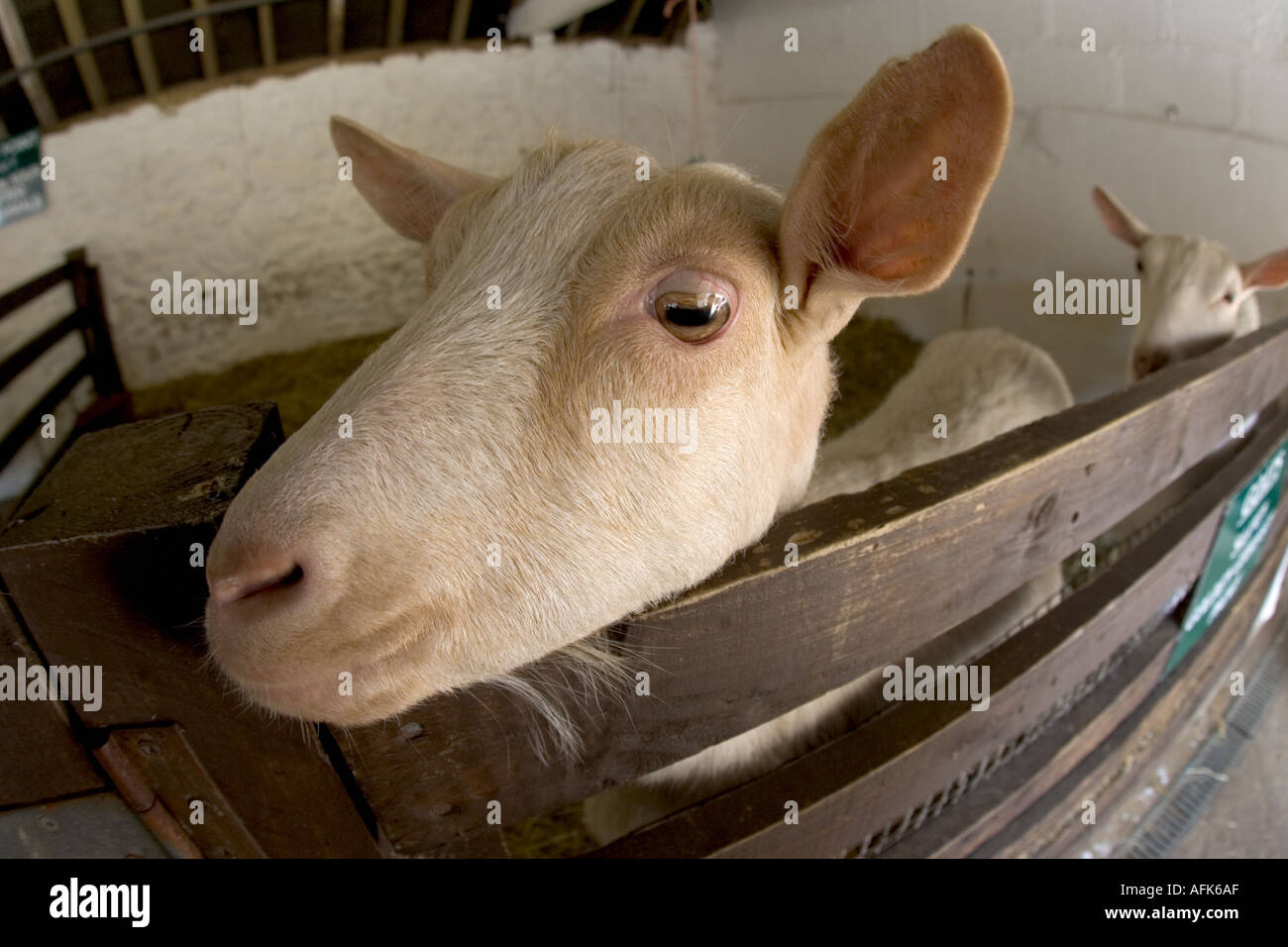 Goat In barn with eye contact. Stock Photo