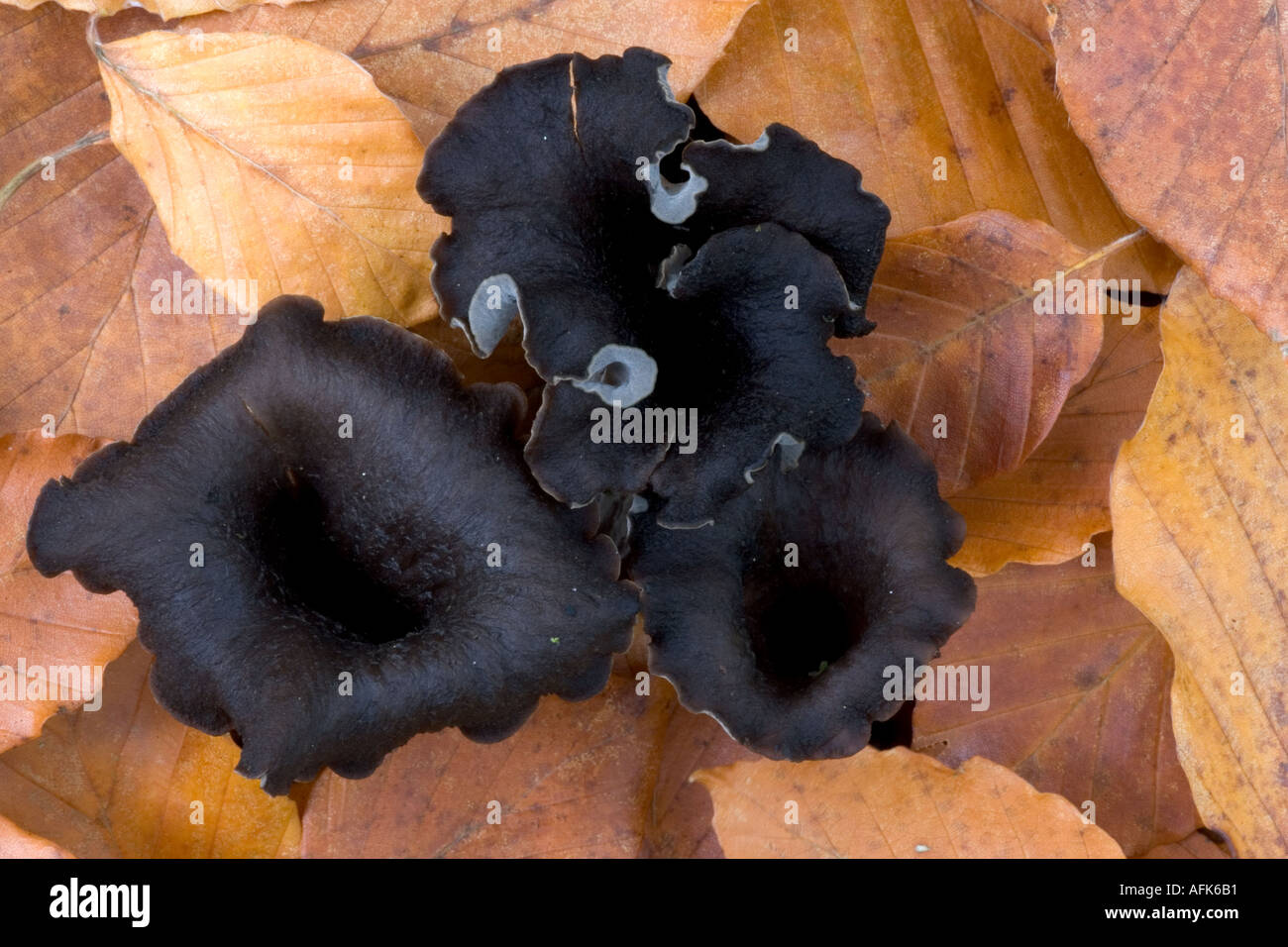 Horn of Plenty fungus Stock Photo