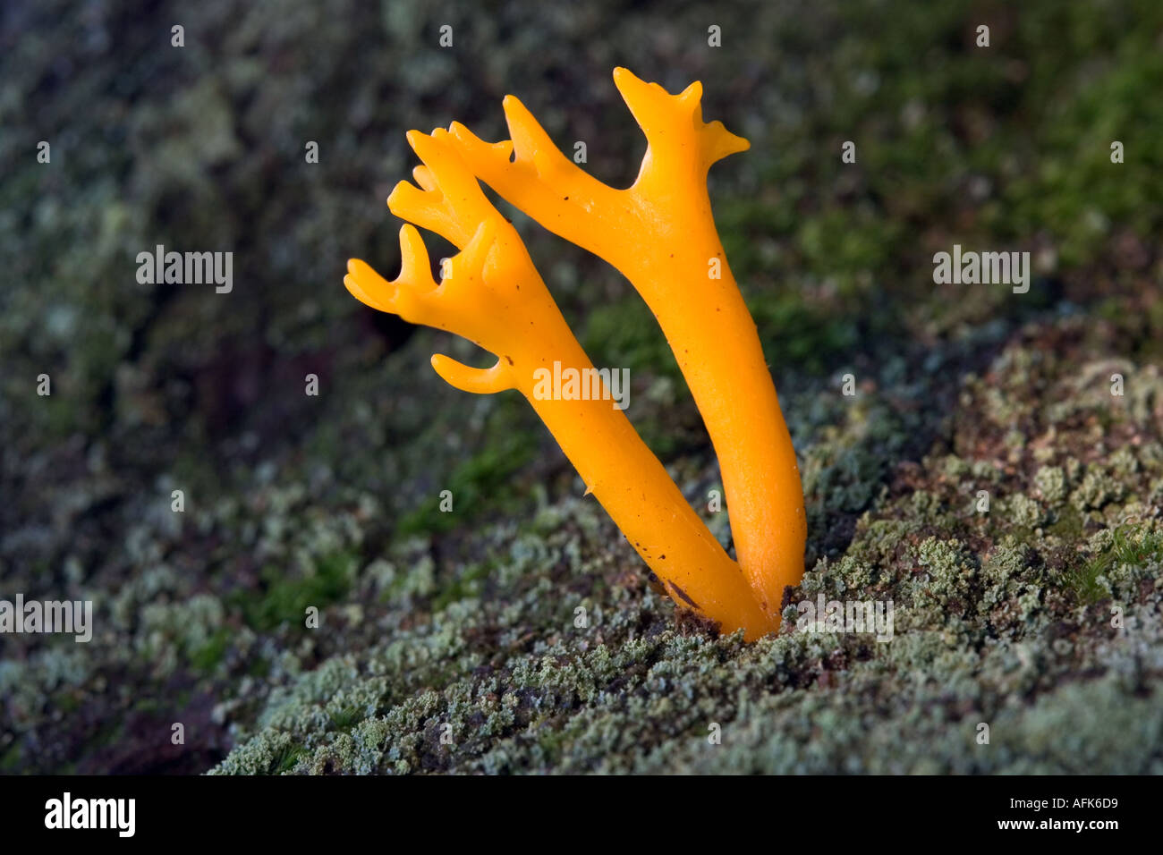 Yellow Antler Fungus Stock Photo