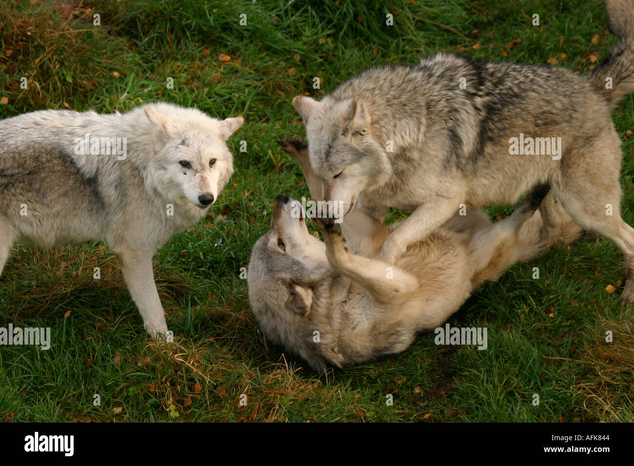 Canadian Timber Wolf in submission Stock Photo