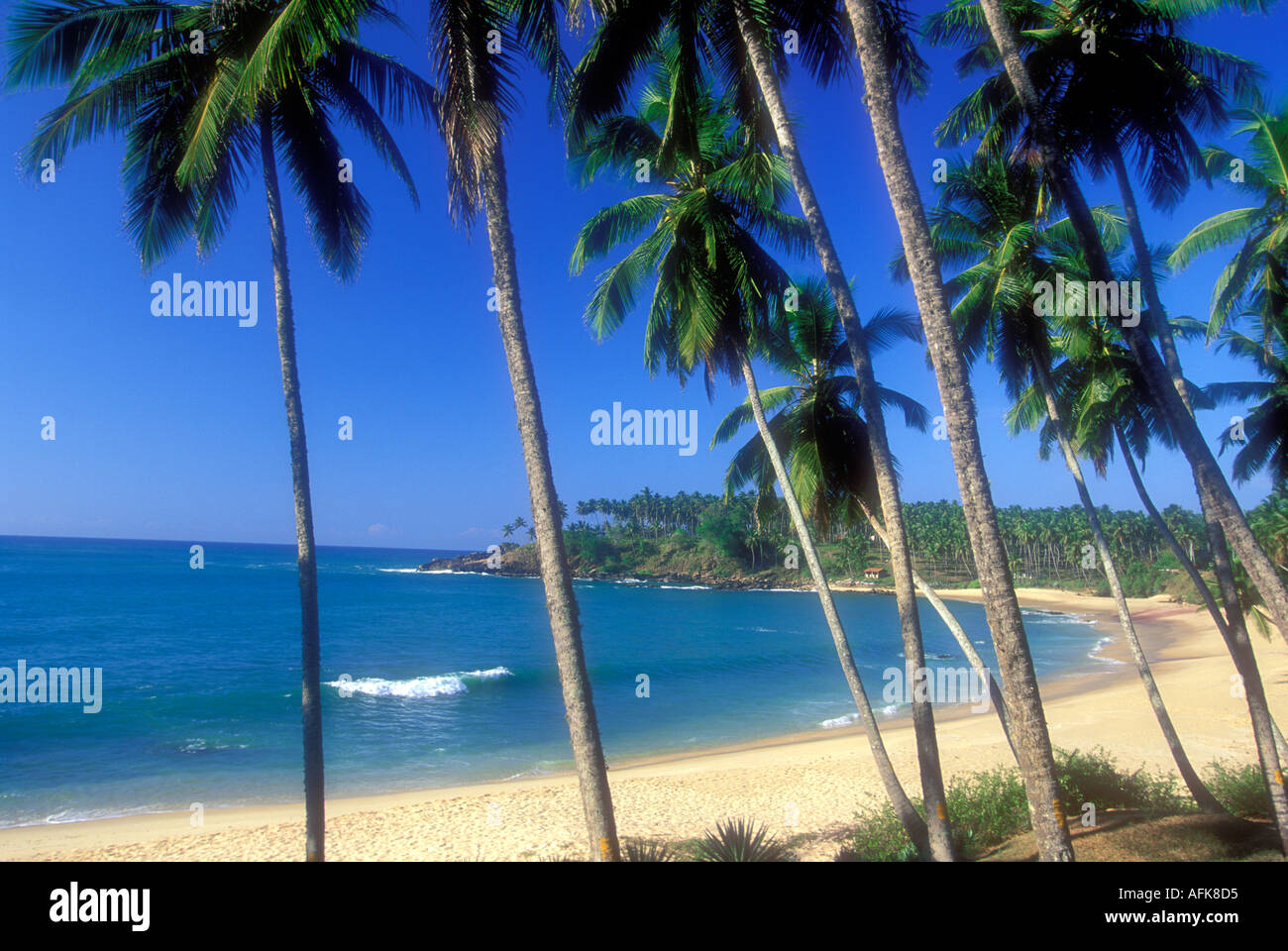 Palm trees on tropical beach on the island of Sri Lanka in the Indian ...
