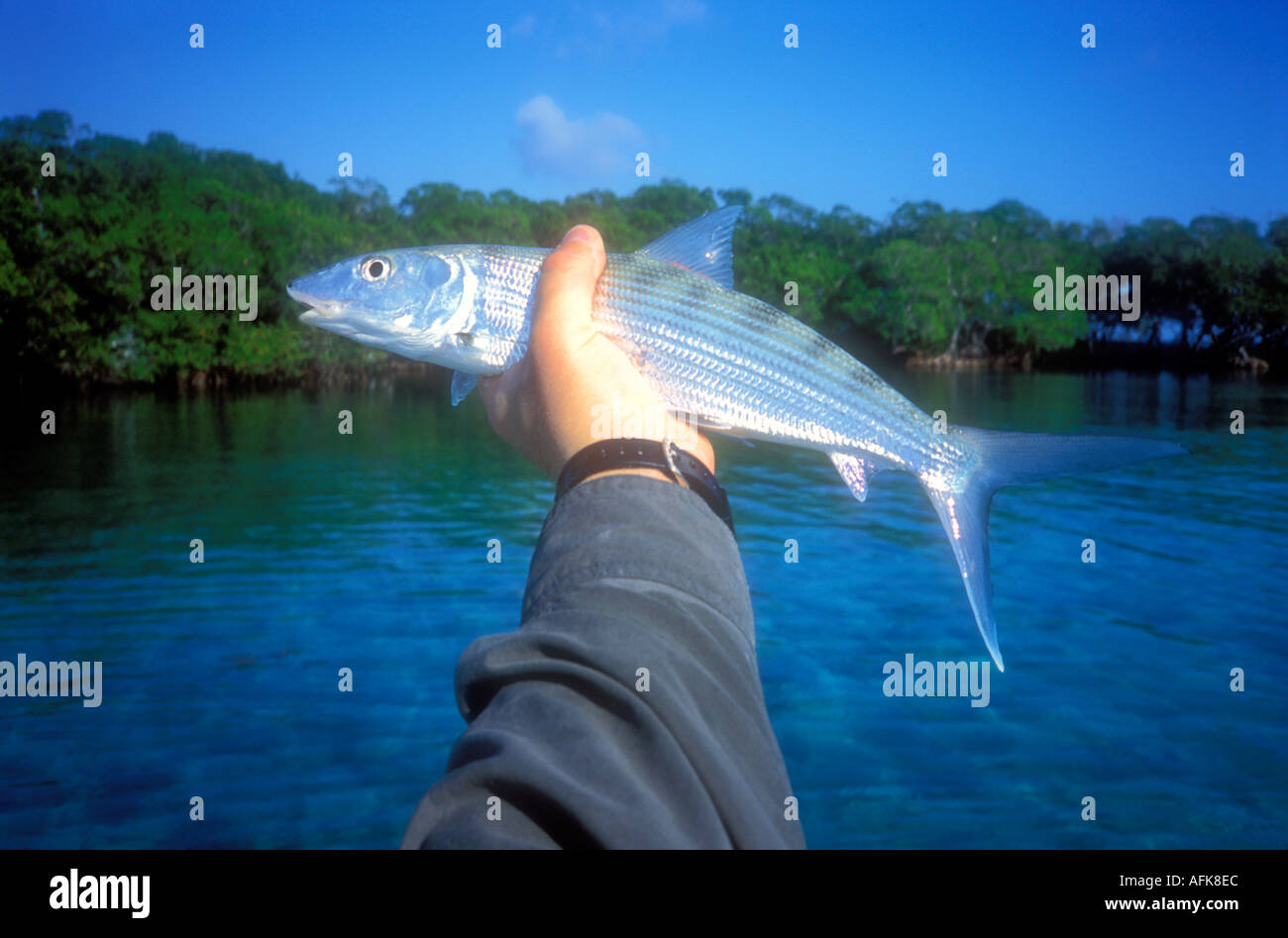 Mans hand holding bonefish caught while fly fishing in Belize Caribbean