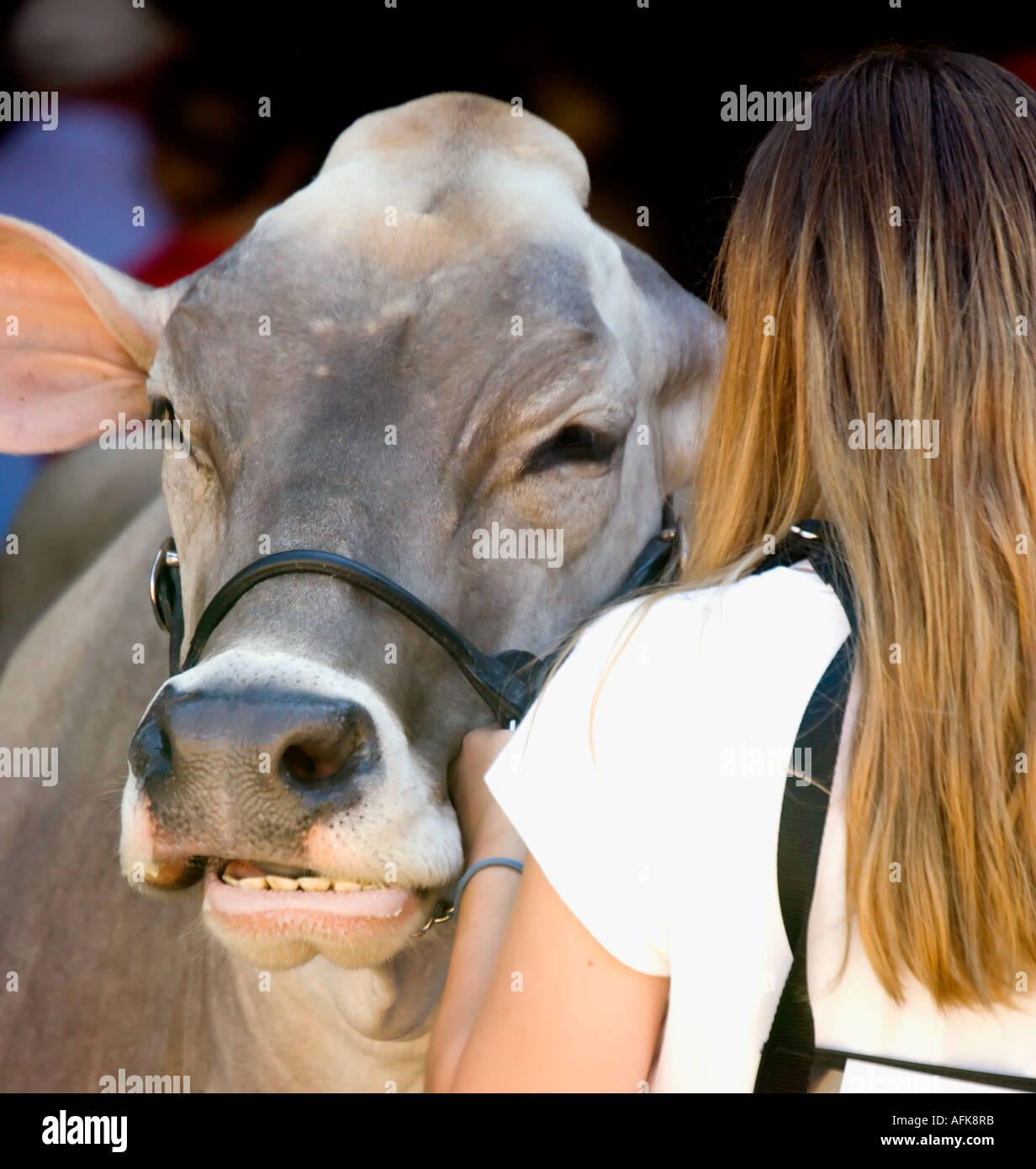 Teenage girl with cow 2005 Wisconsin State Fair Stock Photo - Alamy