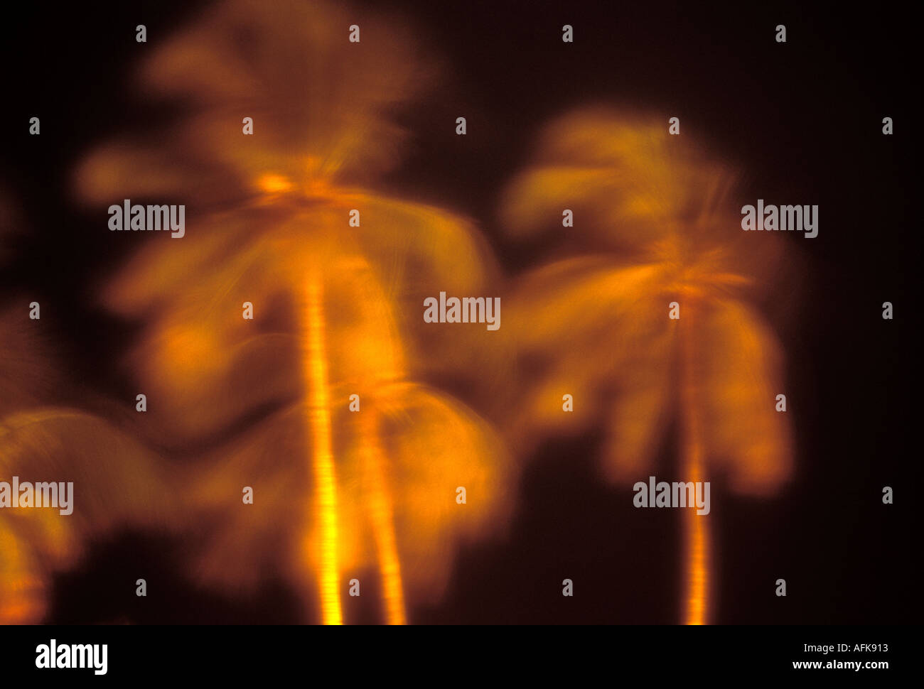 Blurred motion time exposure image of palm trees at night Stock Photo