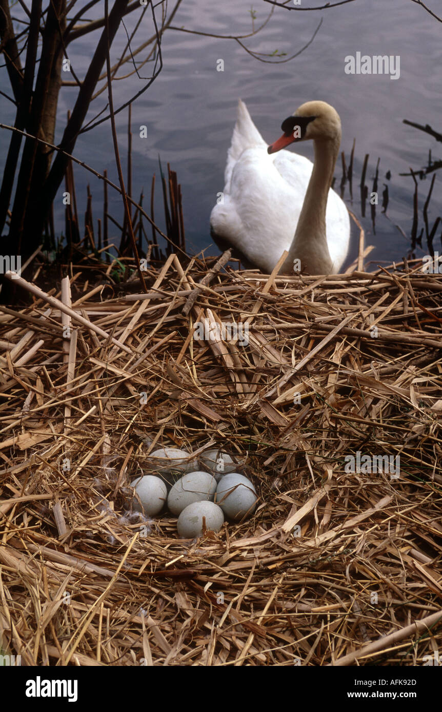swan and nest in the foreground Stock Photo