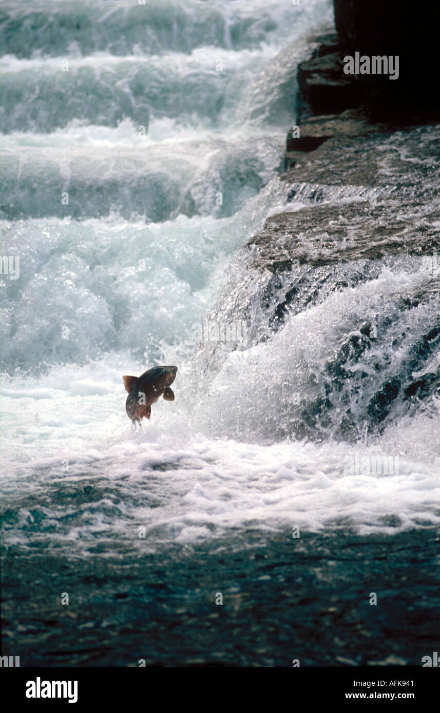 salmon jumping upstream Stock Photo Alamy