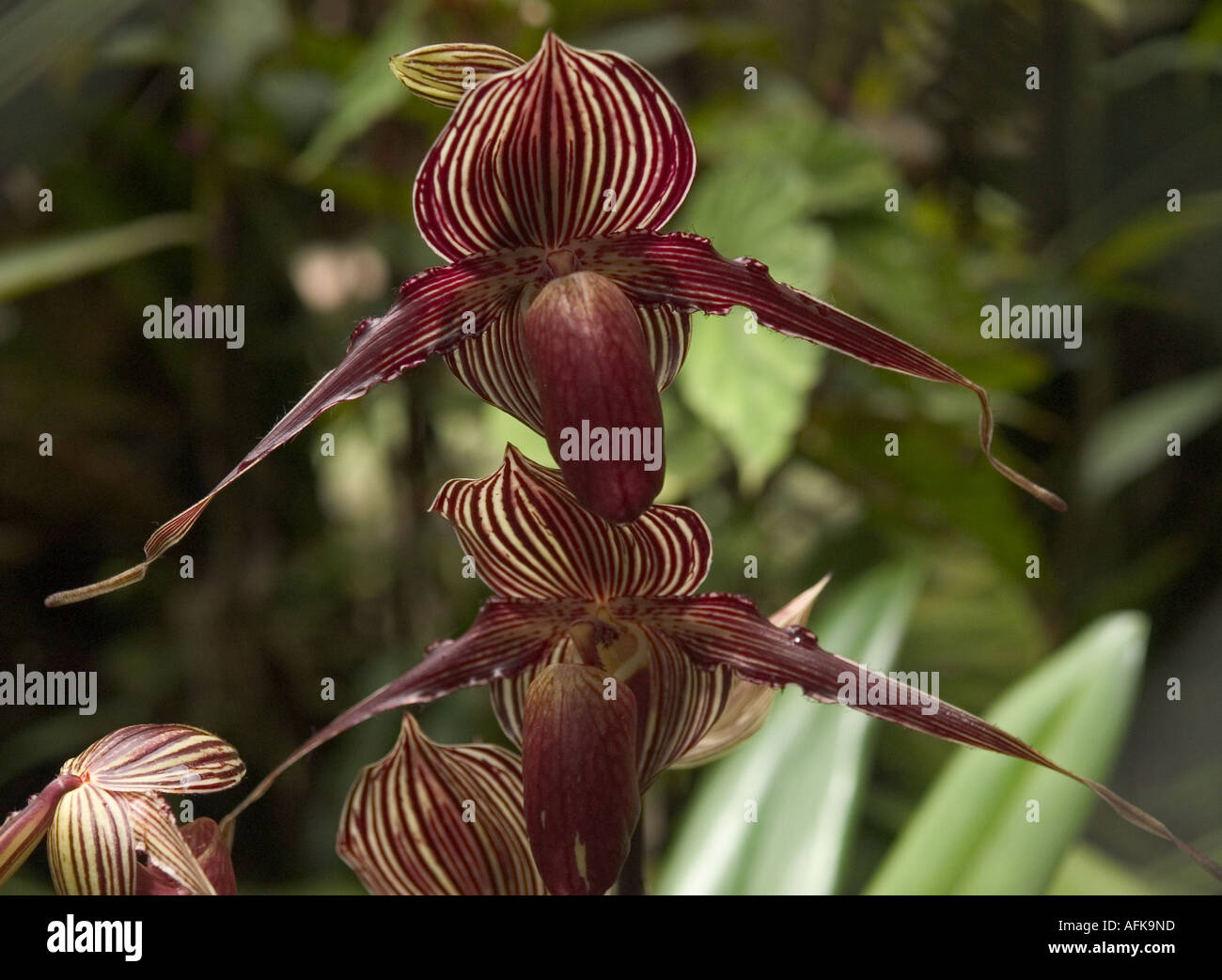 MALAYSIA, SABAH, TAKEN ON VISIT TO MOUNT KINABALUA NATIONAL PARK, ORCHID PAPHIOPEDILUM ROTHSCHILDIANUM IN BLOOM Stock Photo