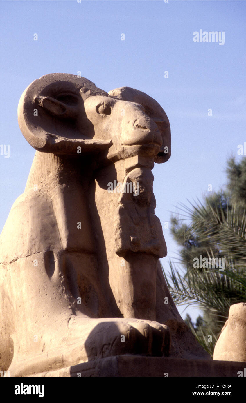 One of the Ram Headed Sphinxes at the entrance to the Temple of Karnak Luxor Egypt Stock Photo