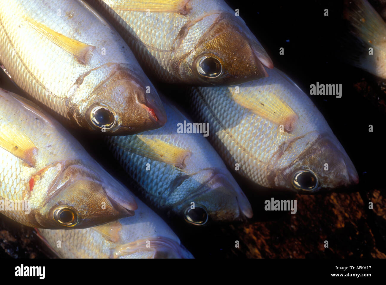 Fish on display at market in Sri Lanka Indian Ocean Stock Photo