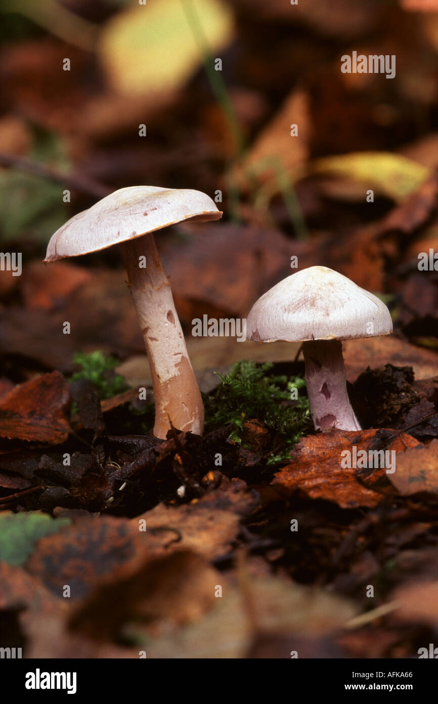 Fungus Cortinarius alboviolaceus Stock Photo