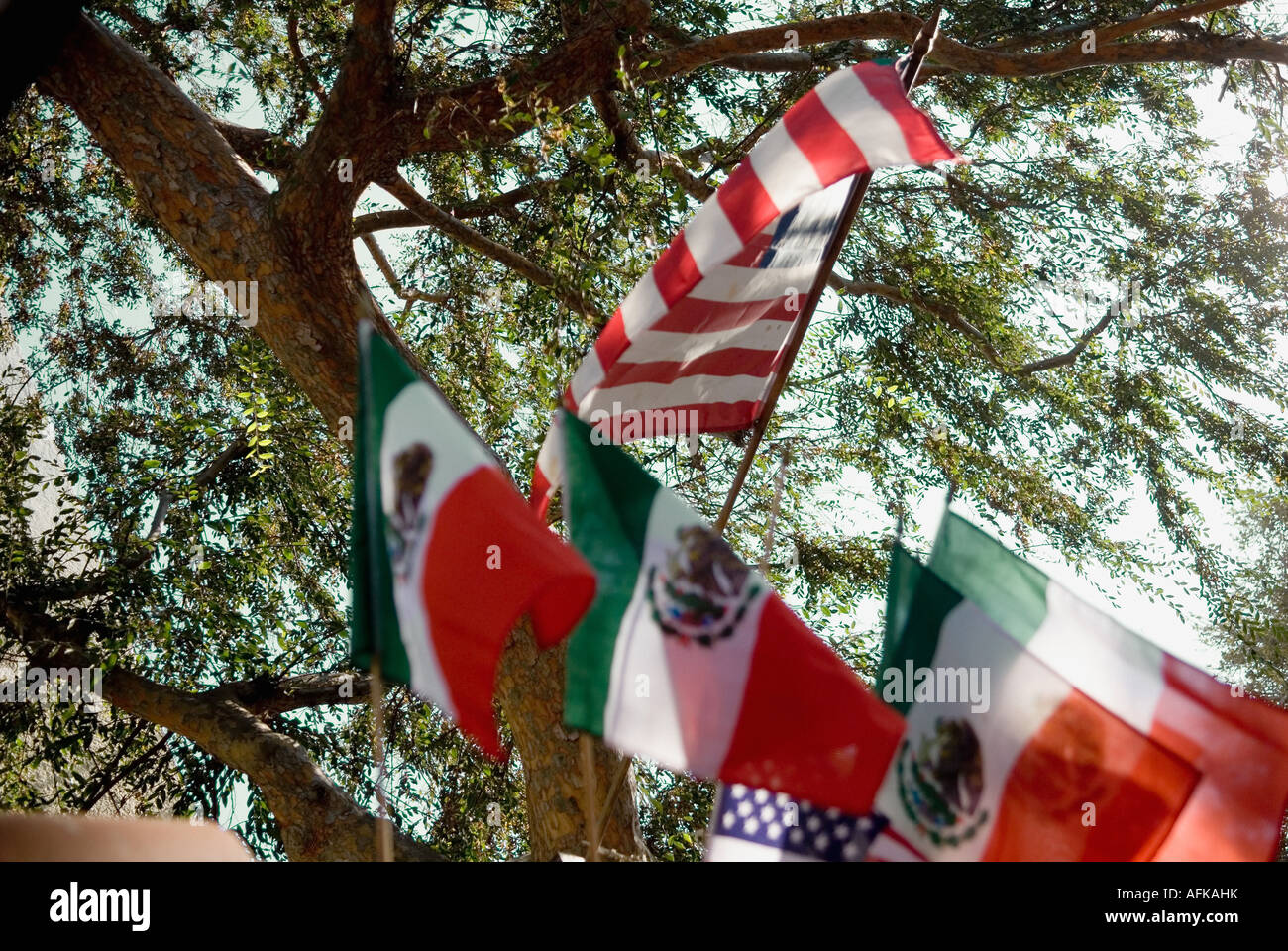 American flags and Mexican flags in front of a tree Stock Photo