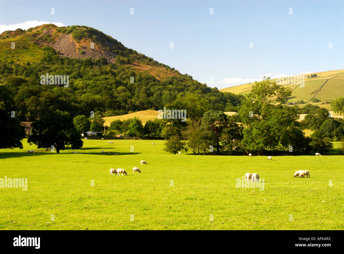 View Of Tegg's Nose With Grazing Sheep Langley Nr Macclesfield Cheshire