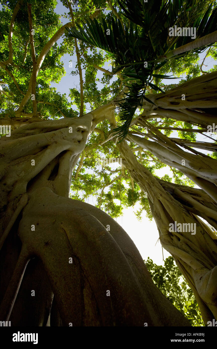 Tree with tangled roots and dappled sunshine Stock Photo - Alamy