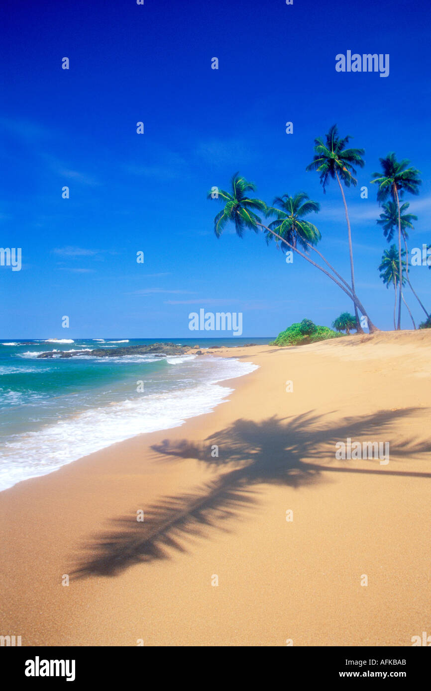 Palm trees on tropical beach on the island of Sri Lanka in the Indian ...