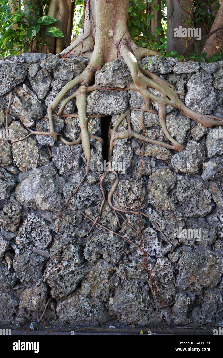 Tree roots growing through rock Stock Photo Alamy