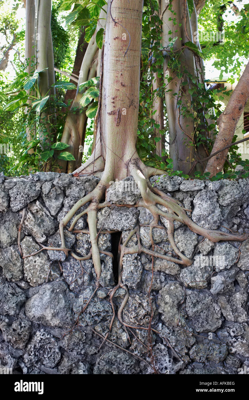 Tree roots growing through rock Stock Photo Alamy