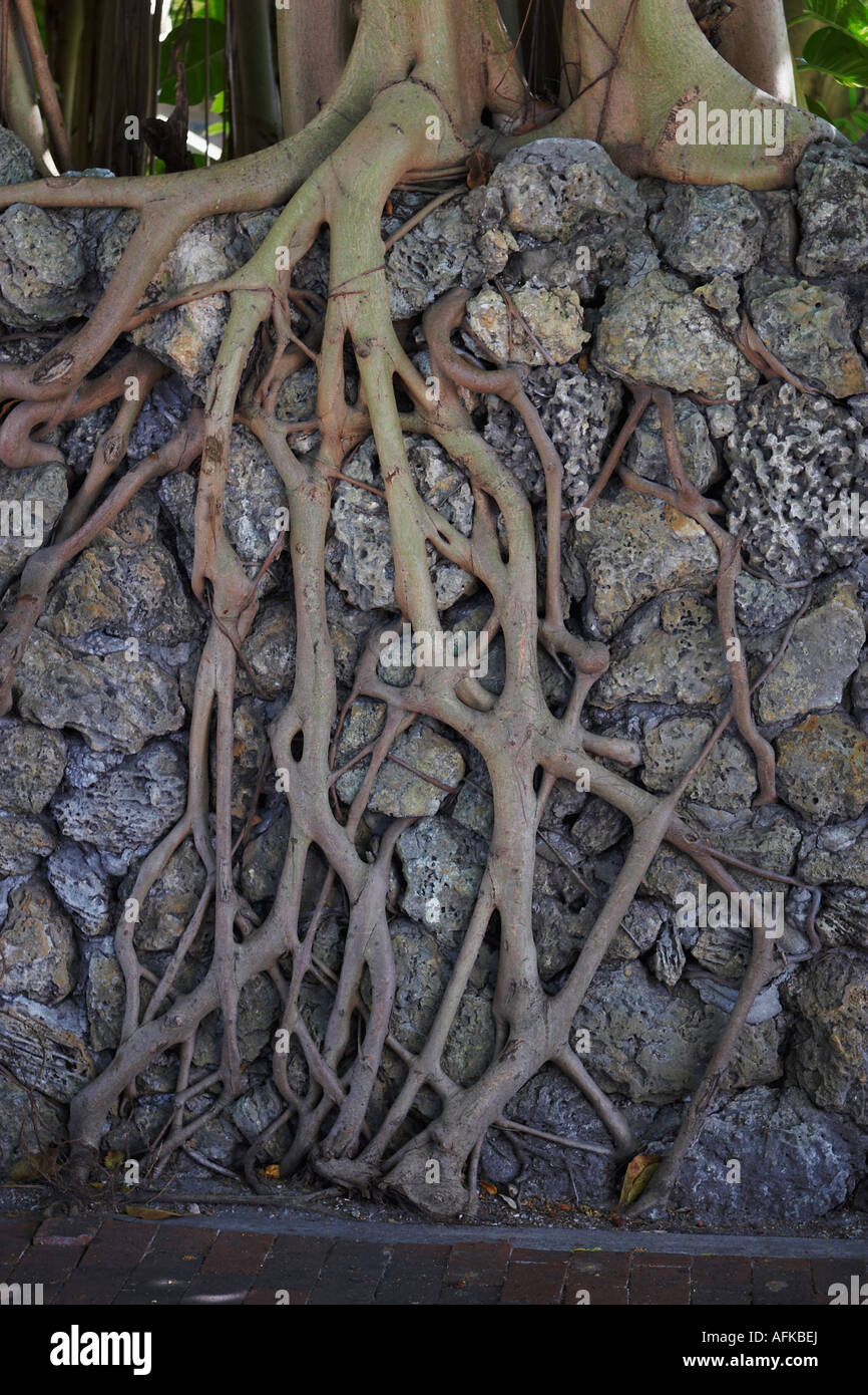 Tree roots growing through rock Stock Photo - Alamy