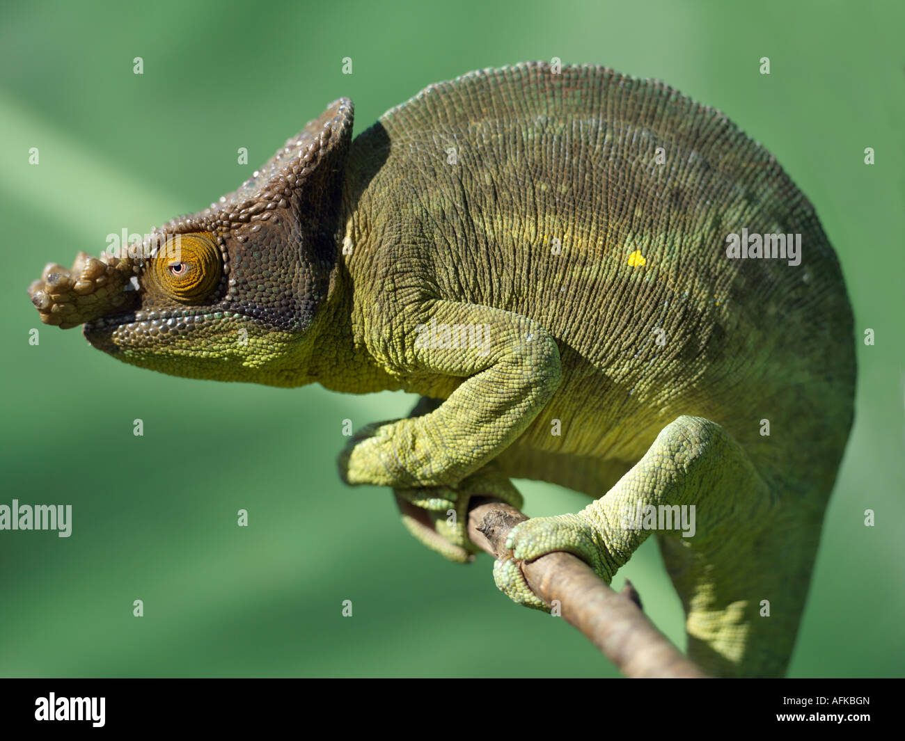 A Parson's chameleon (Chamaeleo parsonii). Stock Photo