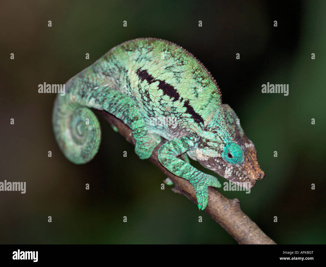 A Panther Chameleon (Furcifer pardalis) Stock Photo