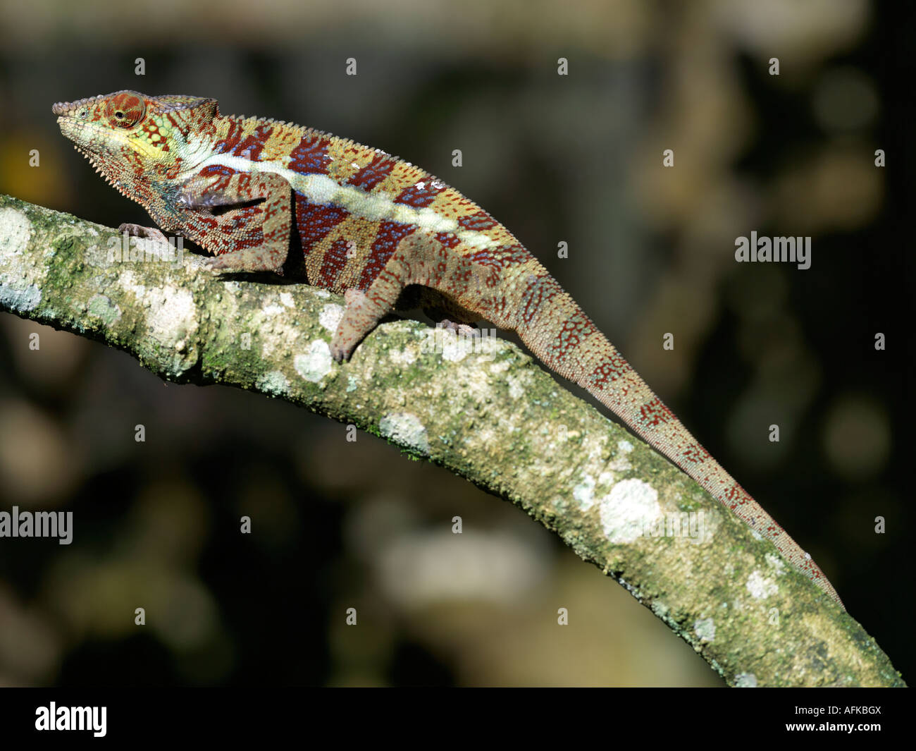 A colourful Chameleon. Stock Photo