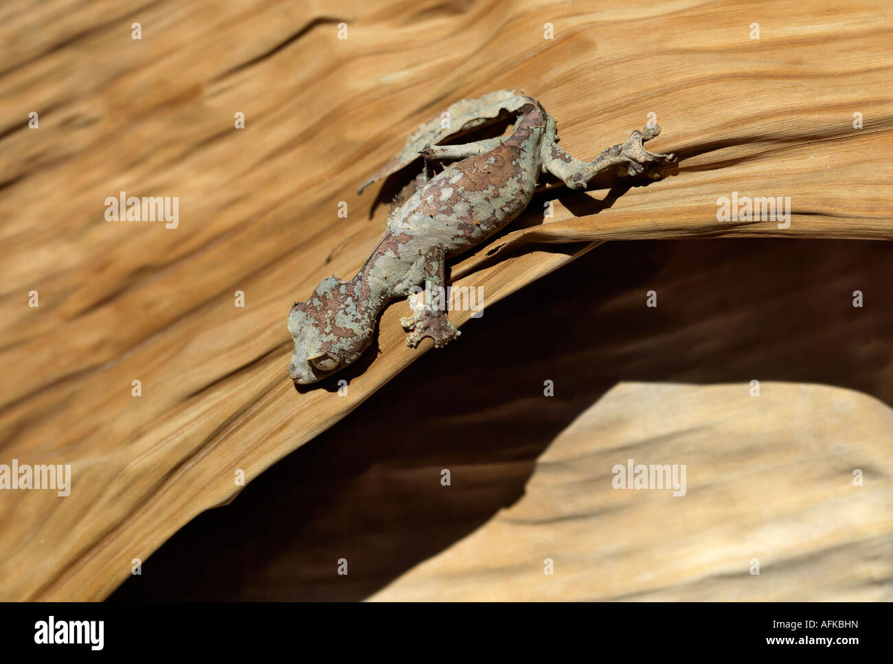 One of the most extraordinary geckoes in Madagascar is the Leaf-tailed or Fringed gecko (Uroplatus henkeli). Stock Photo