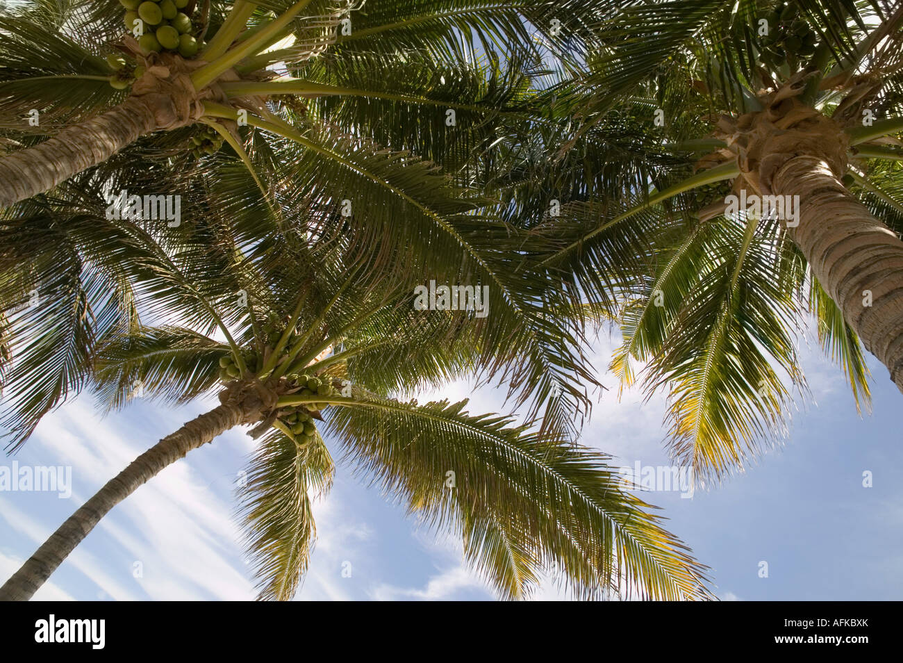Palm trees, Cabo San Lucas, Mexico Stock Photo Alamy