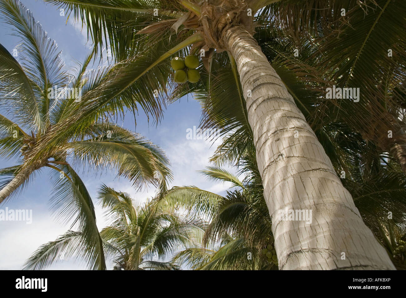 Palm trees, Cabo San Lucas, Mexico Stock Photo Alamy