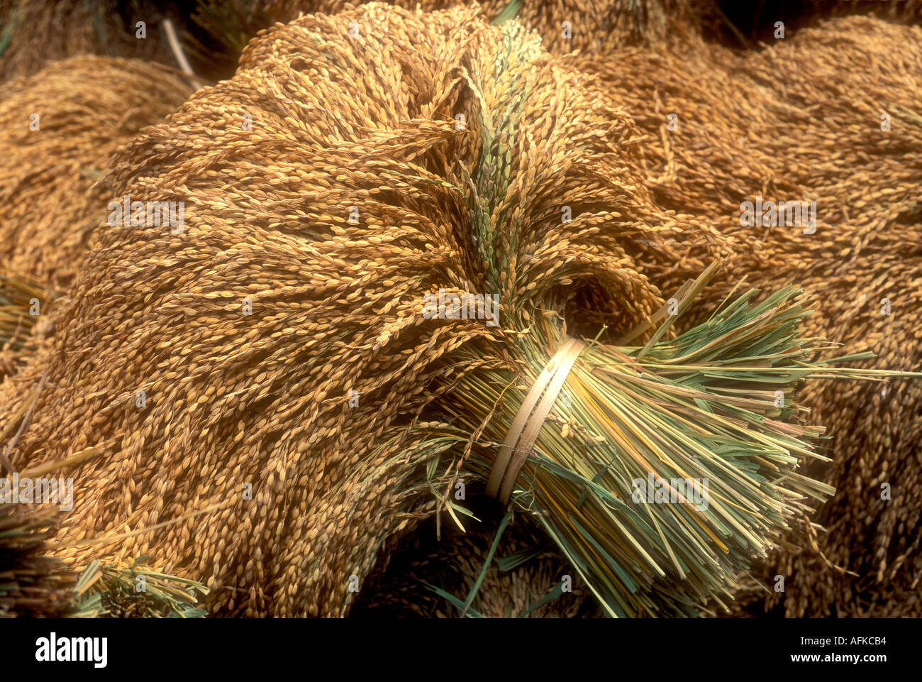 Rice bushel hires stock photography and images Alamy