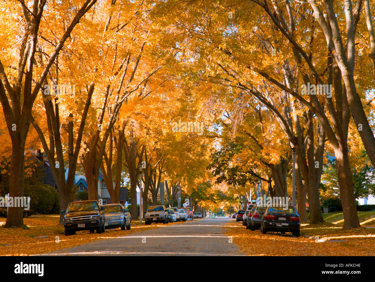 Tree lined Terrace Avenue with fall foliage Milwaukee Wisconsin USA Stock Photo
