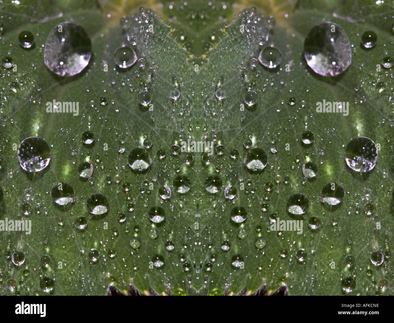 Water droplets on leaf of Alchemilla vulgaris showing surface tension. Composite Stock Photo