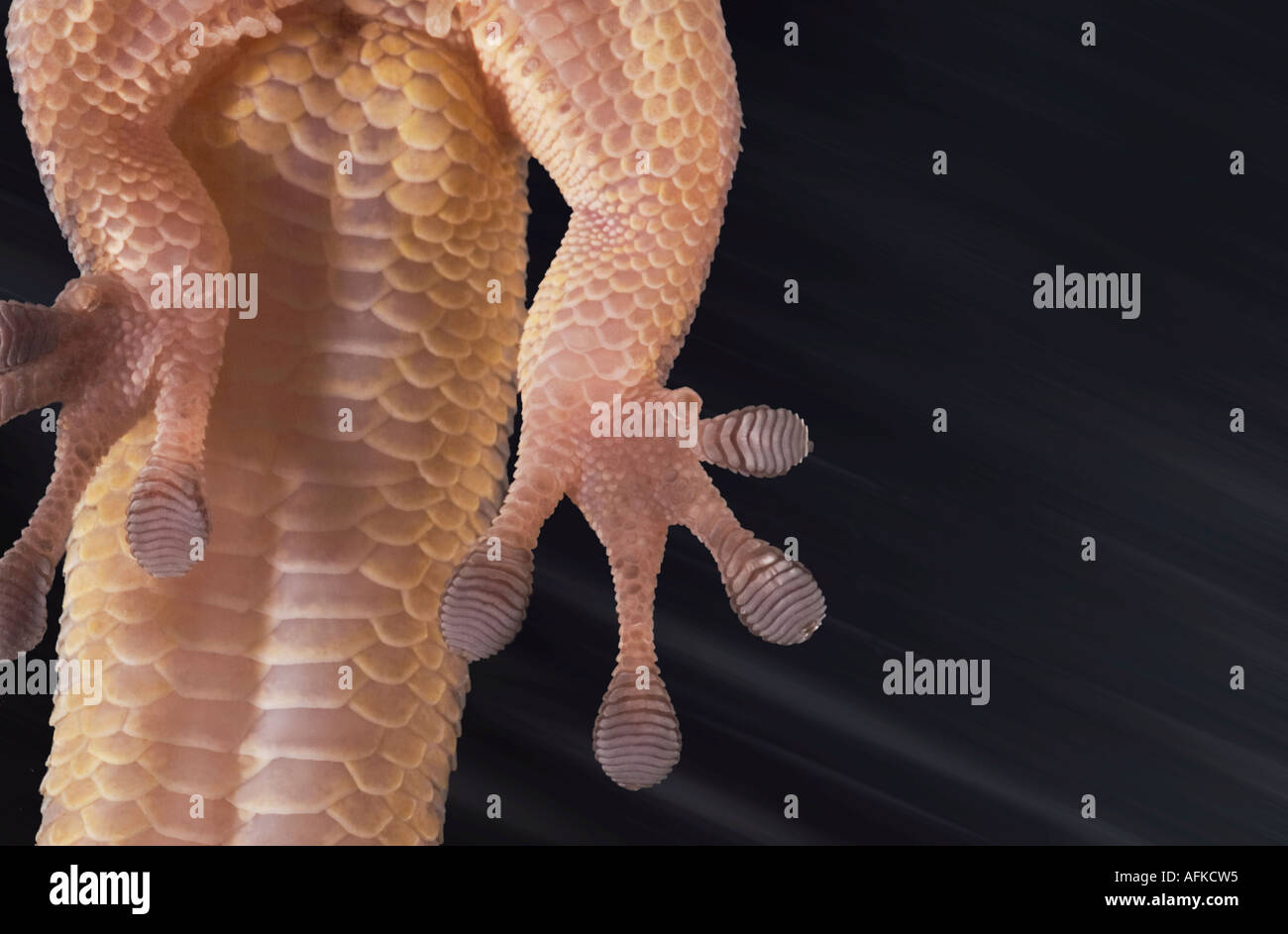 Underneath of Yellow-headed Day Gecko showing closeup of foot and toes clinging to polished glass Stock Photo