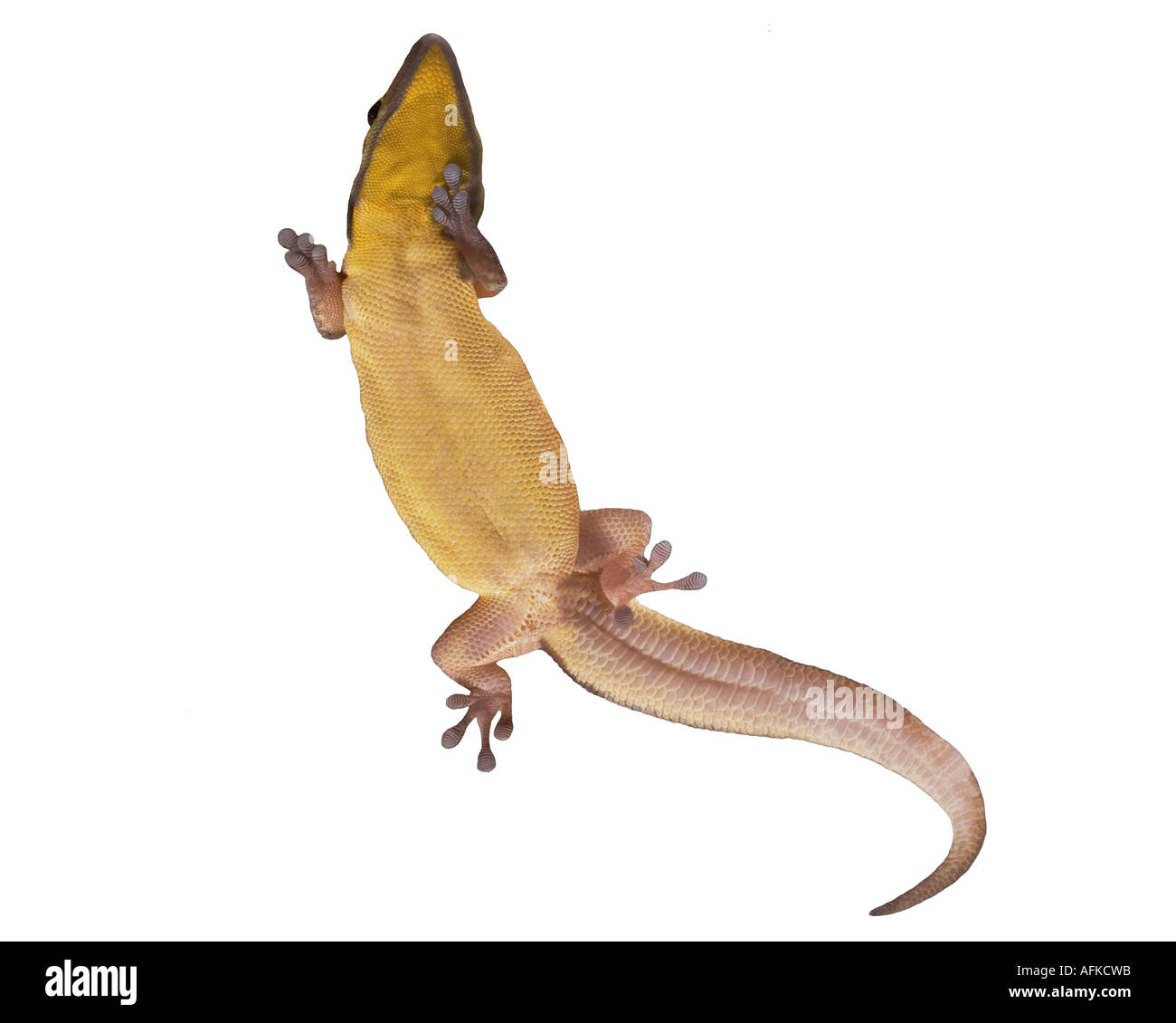 Underneath of Yellow-headed Day Gecko clinging to polished glass Stock Photo