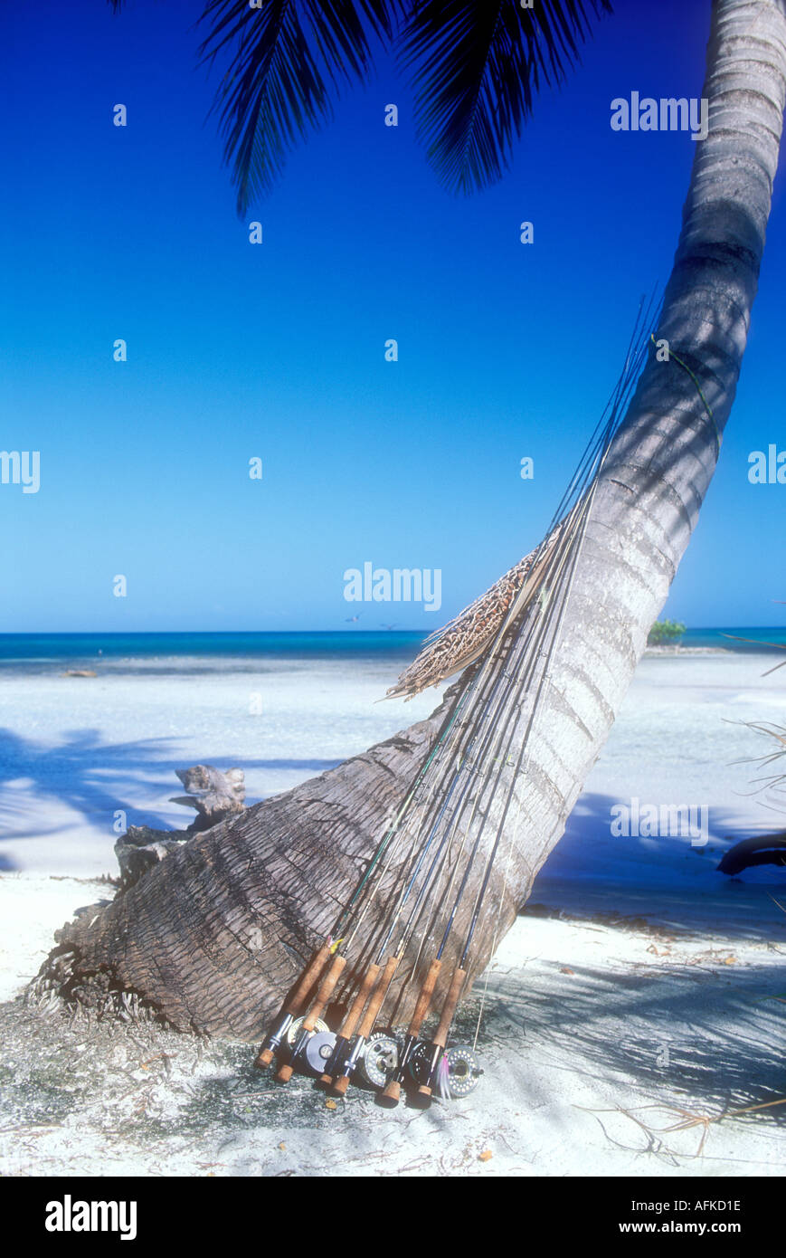 Fly fishing rods leaning against palm tree in Belize Caribbean Property Released Image Stock Photo