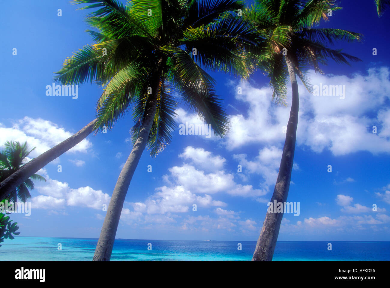 Palm trees and ocean horizon in Maldives Indian Ocean Stock Photo