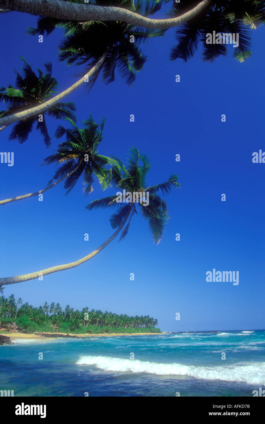 Palm trees and tropical beach along the South coast of Sri Lanka Indian ...