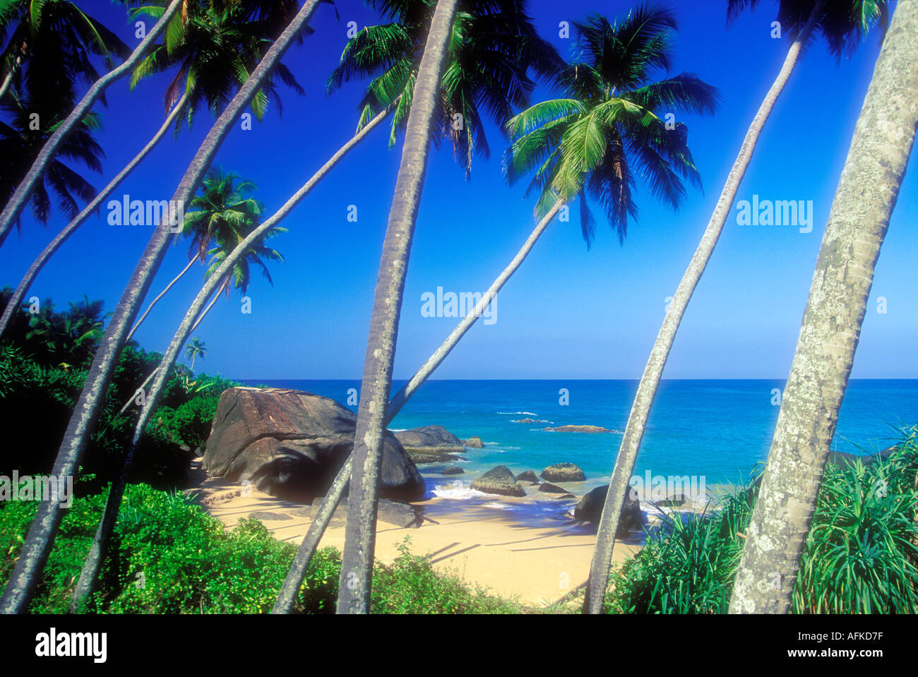 Palm trees on tropical beach along the South coast of Sri Lanka in the ...