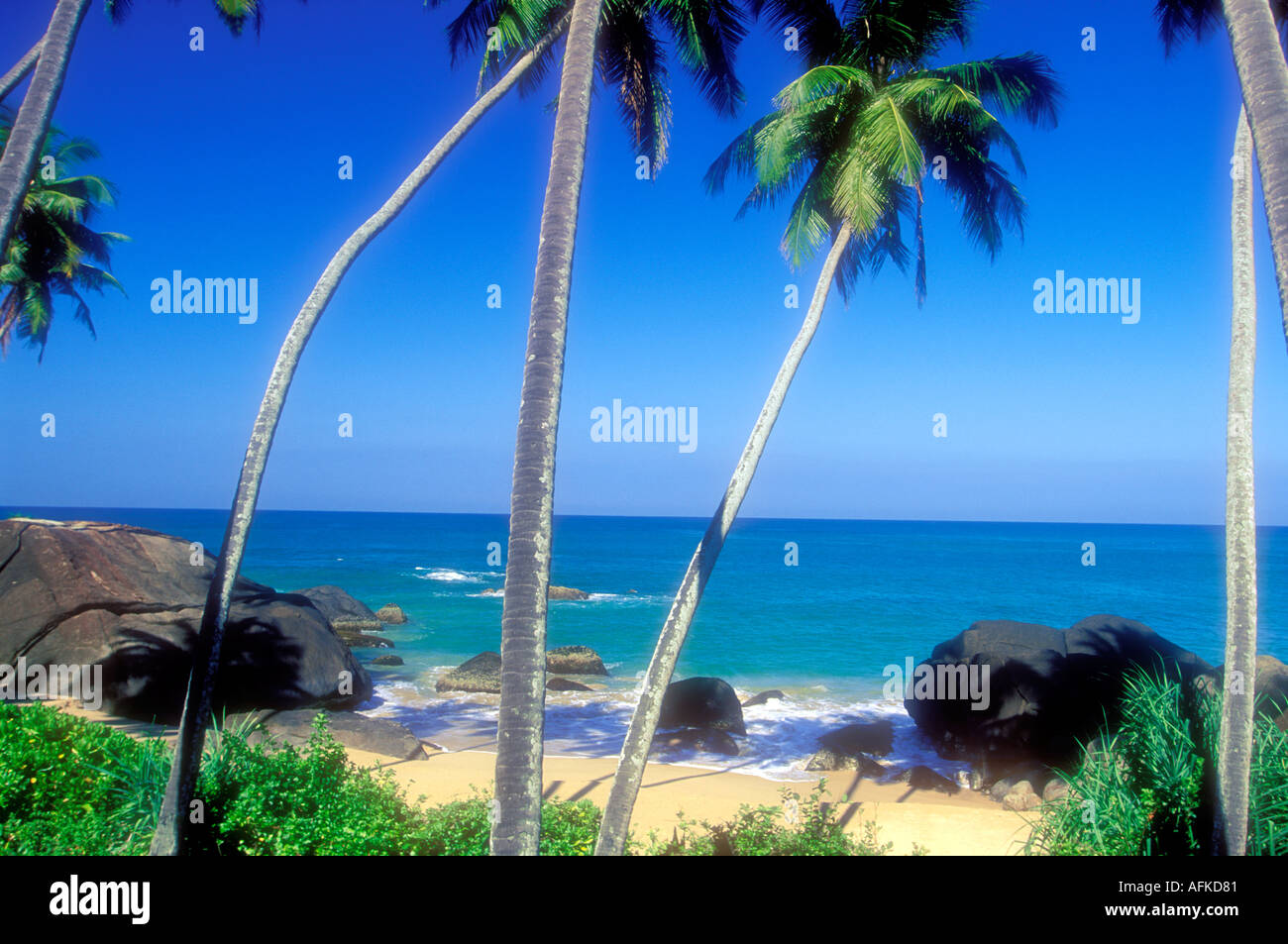 Palm trees on tropical beach along the South coast of Sri Lanka in the ...