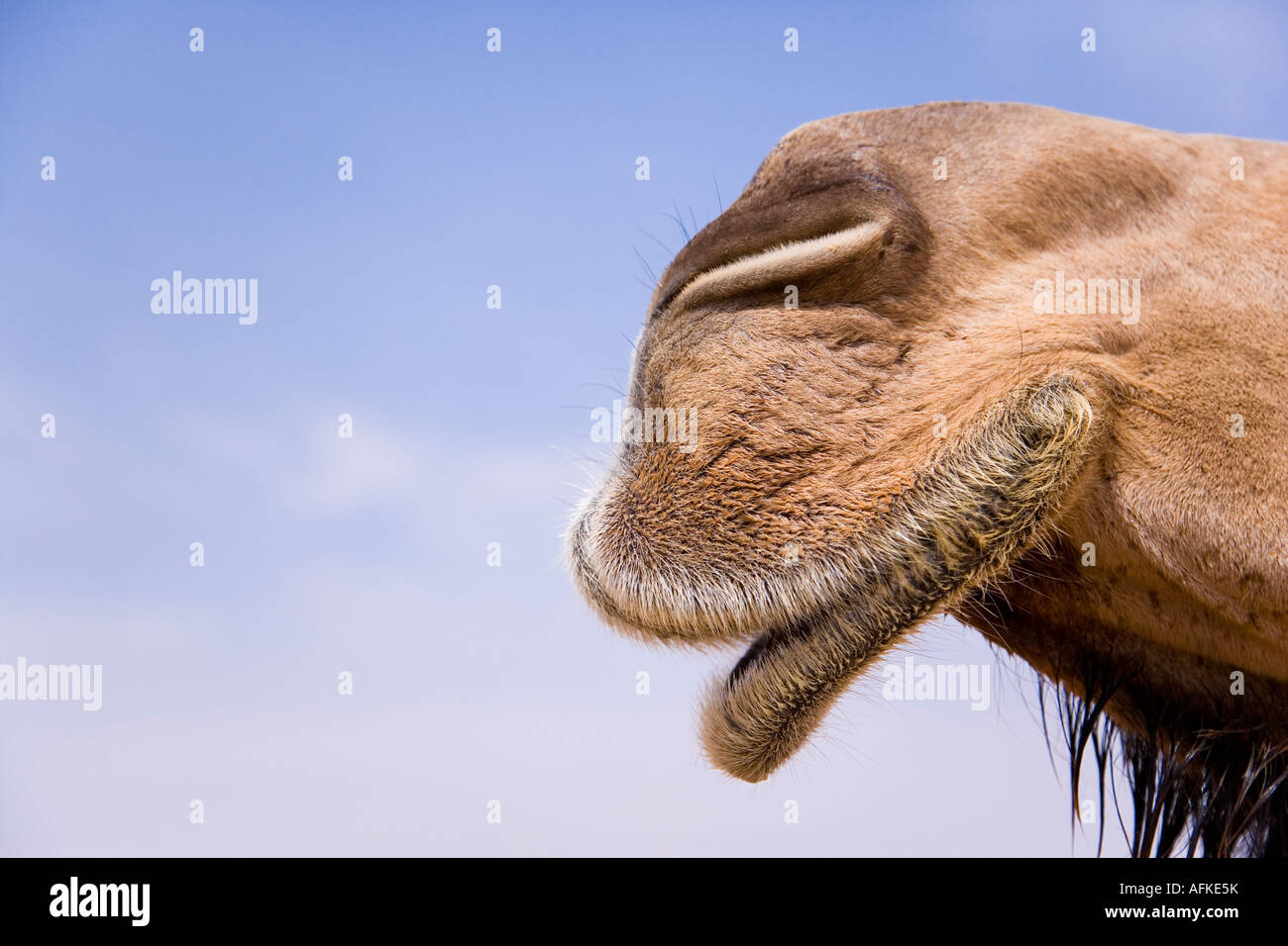 One of the many camels gathered in Palmyra for the annual races held as ...