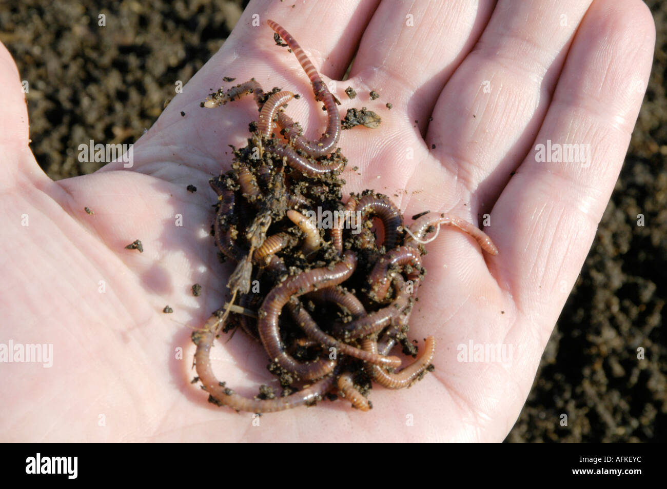 Wormery tiger worms hires stock photography and images Alamy
