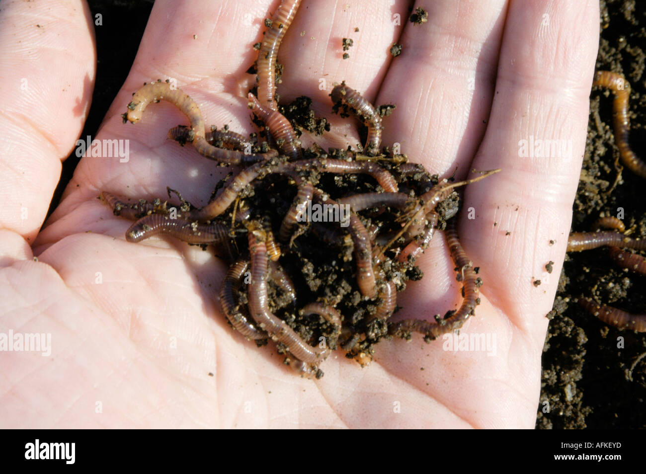 Tiger Worms In Garden Compost On Hand Stock Photo 7982652 Alamy