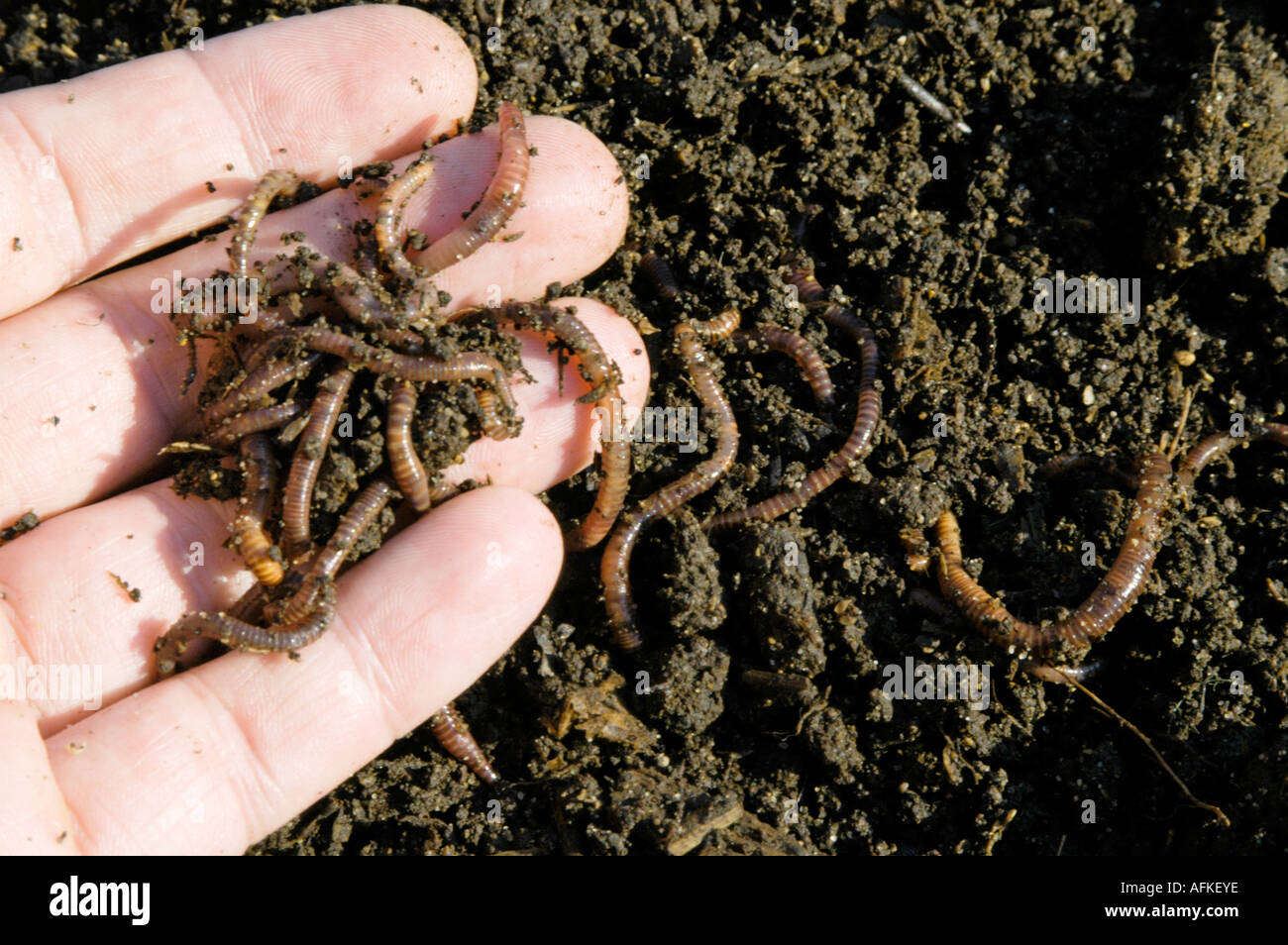 Tiger Worms In Garden Compost On Hand Stock Photo 7982653 Alamy