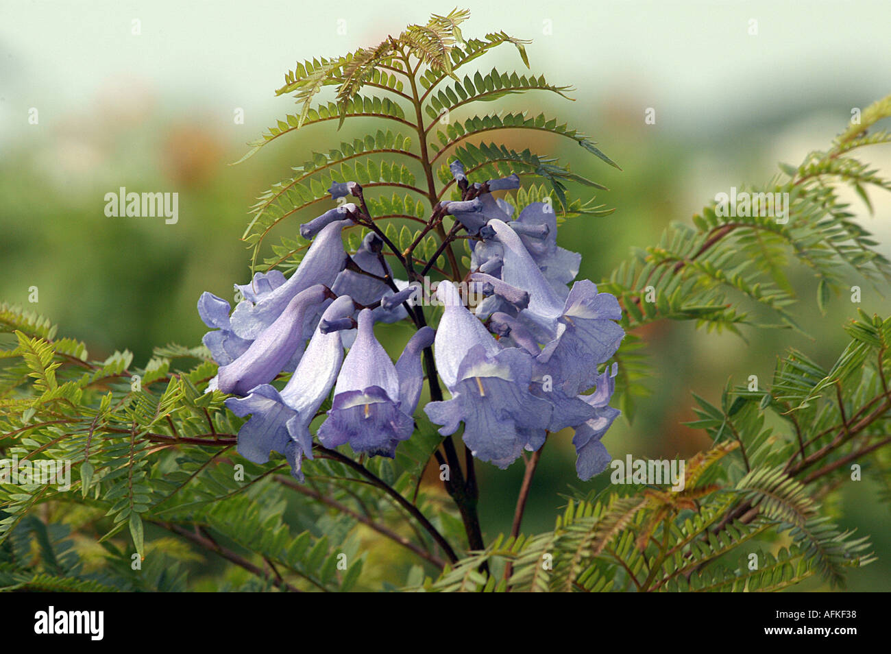 Jacaranda Tree Flower