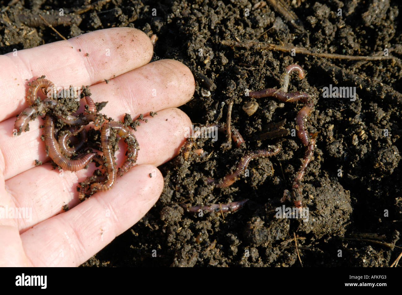 Tiger Worms In Garden Compost On Hand Stock Photo 7982658 Alamy