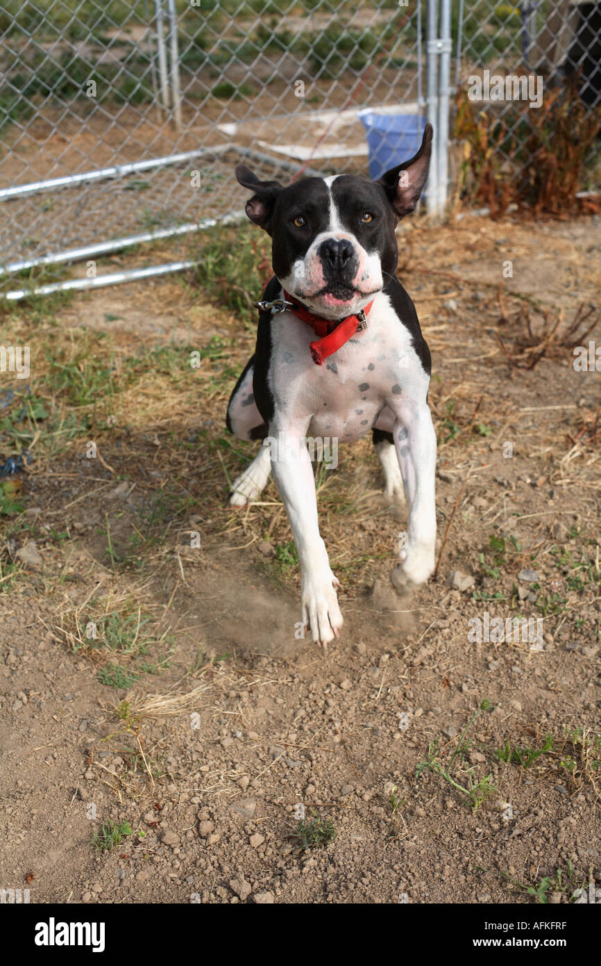 Pit bull Dog Jumping Stock Photo Alamy