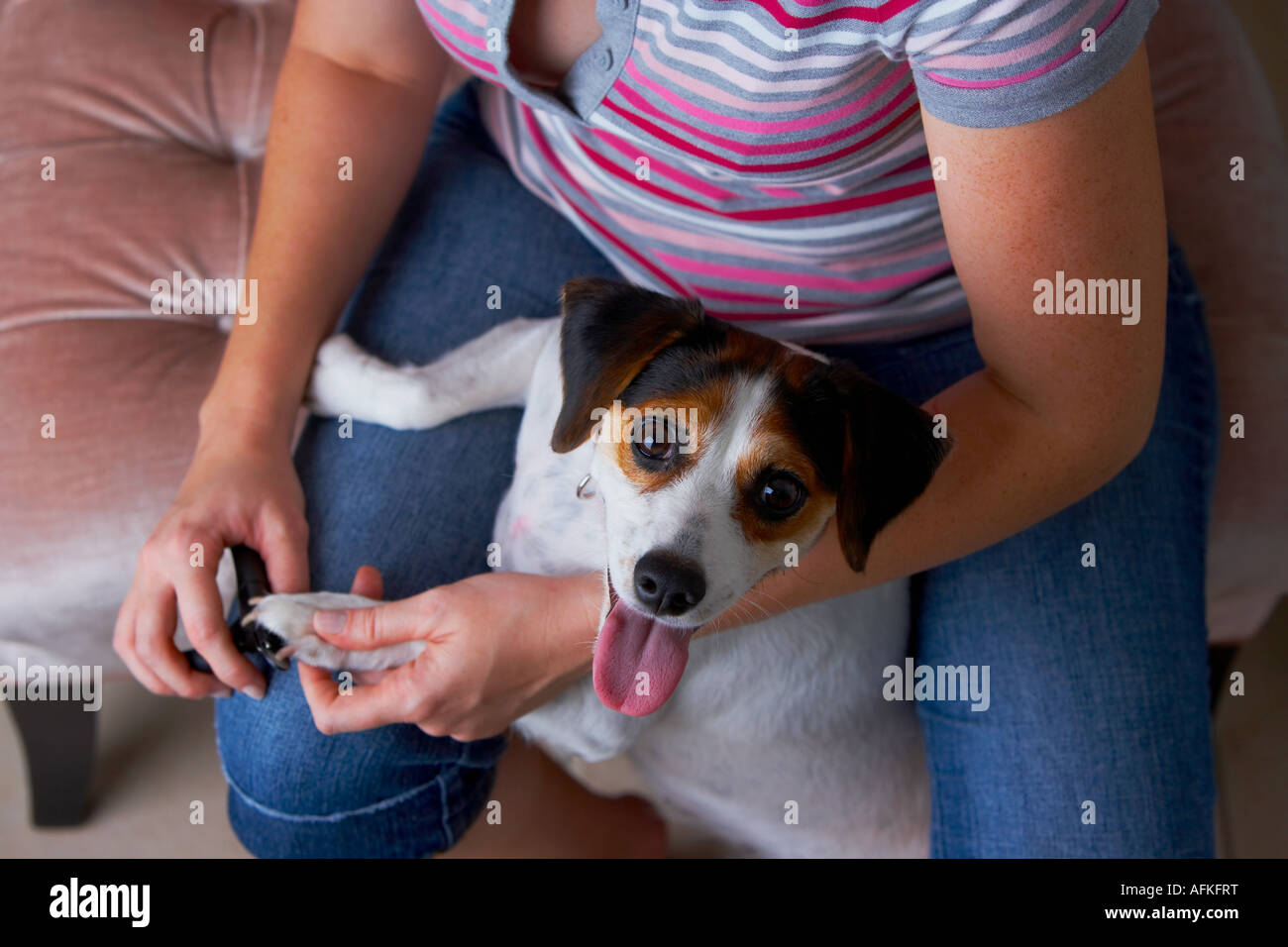 Mid section view of a woman cutting a Jack Russell Terrier's nails with