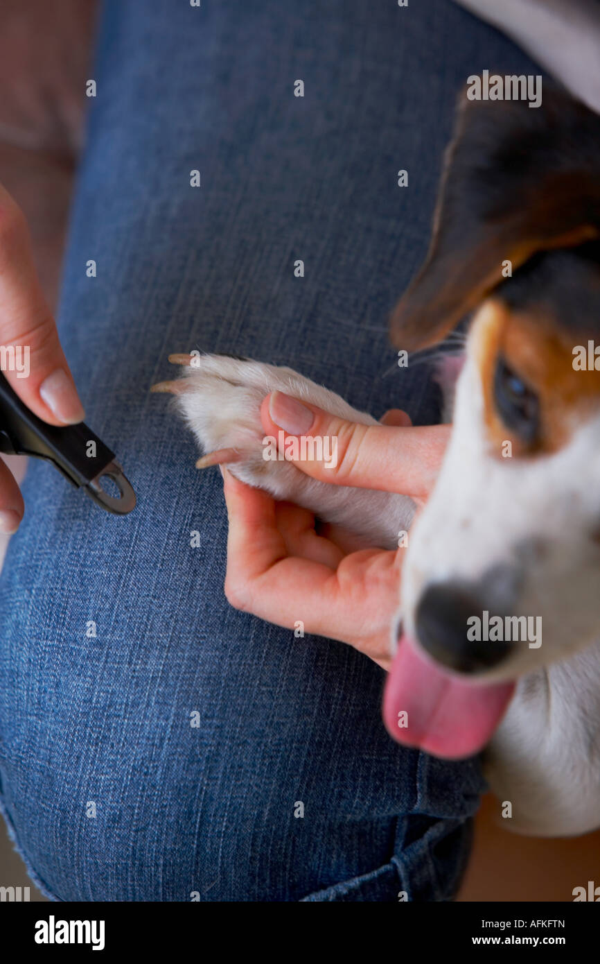 Closeup of a woman's hands cutting a Jack Russell Terrier's nails with