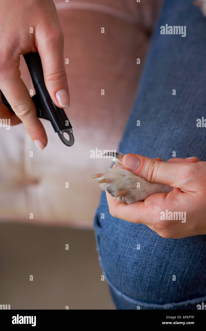 Closeup of a woman's hands cutting a Jack Russell Terrier's nails with
